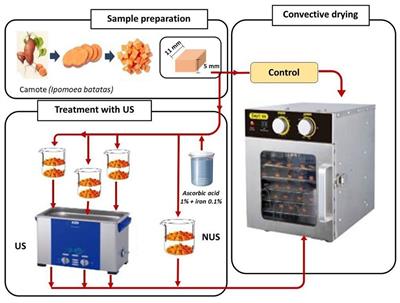 Ultrasound-assisted fortification of yellow sweet potato (Ipomoea batatas) with iron and ascorbic acid